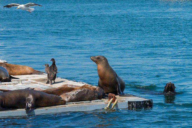 San Diego Seal Tour - Splashdown and the bay cruise: Ski Beach, Quivira Basin, and real wildlife vibes
