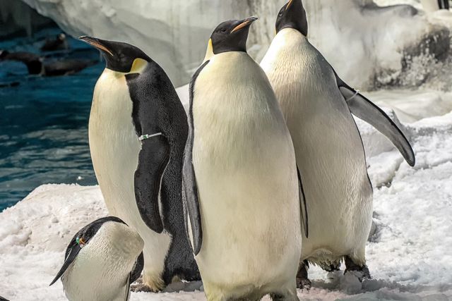 San Diego: SeaWorld Skip-the-Line Park Admission Ticket - Key Highlights That Matter Before You Go