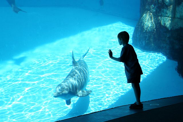 San Diego: SeaWorld Skip-the-Line Park Admission Ticket - Who This Fits Best: Families, Coaster Fans, and Animal Lovers