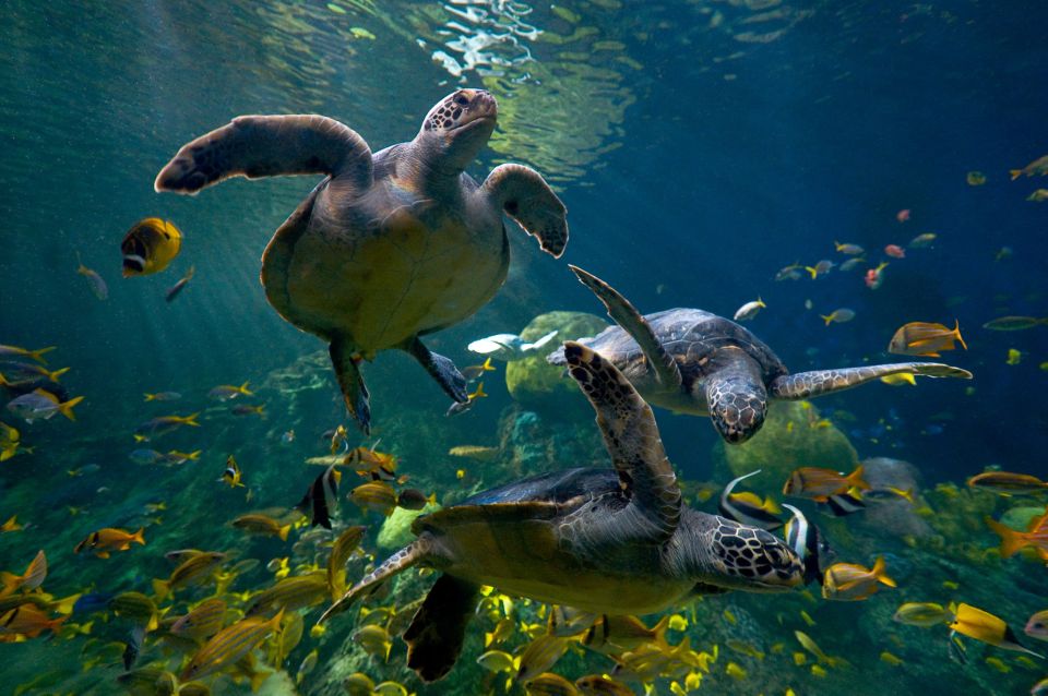 San Diego: SeaWorld Skip-the-Line Park Admission Ticket - Price and Value: Is $85 a Smart Deal?