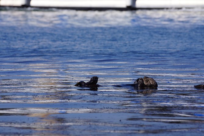 San Diego Whale Watching Cruise - Key things to know before you go