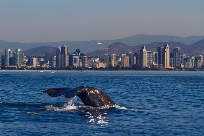 San Diego Whale Watching Cruise - Why this sailing whale cruise feels more like an experience than a ticket