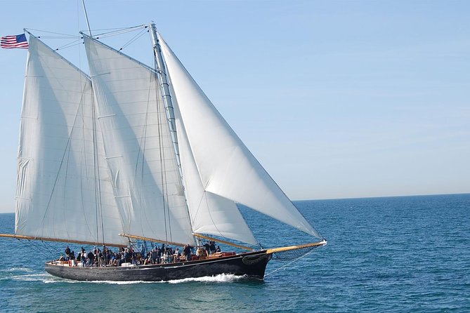 San Diego Whale Watching Cruise - Price and value: is $85 worth it?