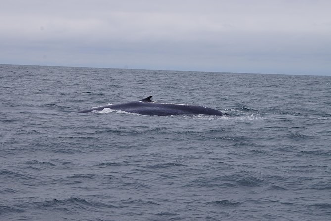 San Diego Whale Watching Cruise - Best time and best mindset for whale spotting off San Diego