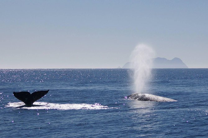 San Diego Whale Watching Cruise - The America replica: stability, views, and why deck space matters