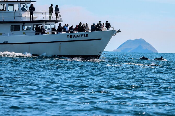 San Diego Whale Watching & Dolphin Cruise - Quick hits to know before you book