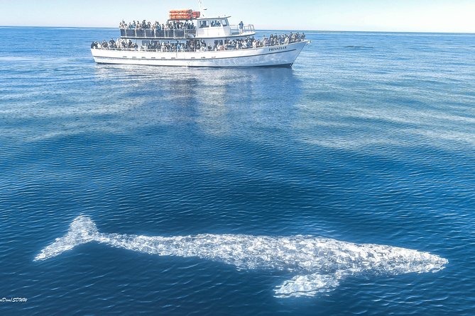San Diego Whale Watching & Dolphin Cruise - Mission Bay to the open Pacific: why this route works