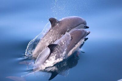San Diego Whale Watching & Dolphin Cruise - Where you meet: 1617 Quivira Rd and the easy start