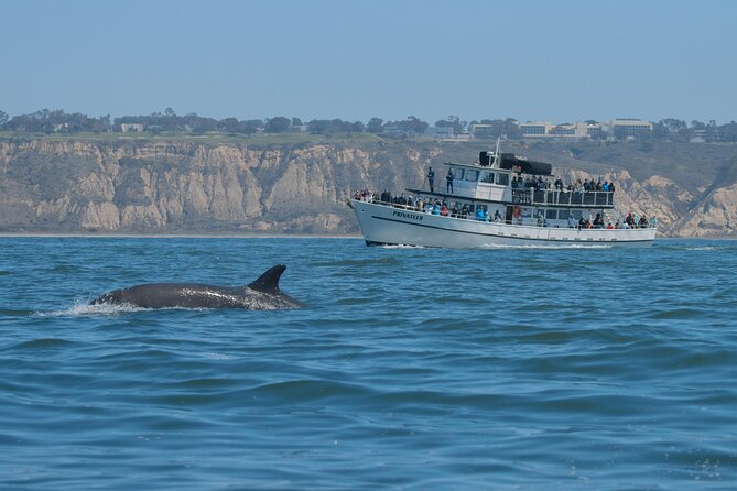 San Diego Whale Watching & Dolphin Cruise - Out in the open: how spotting is handled on deck