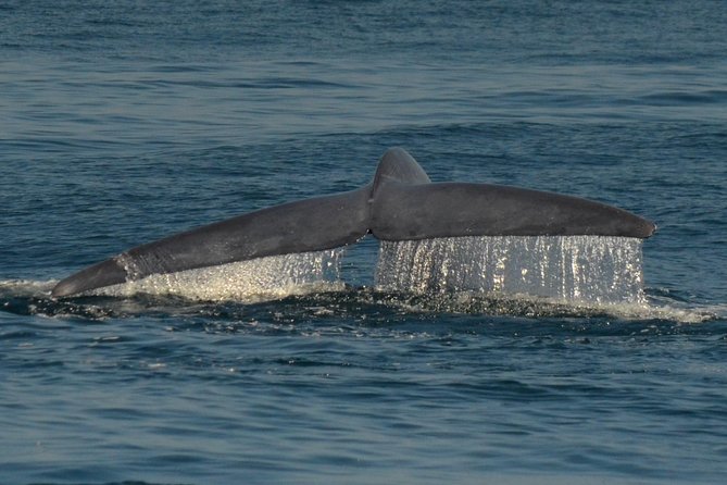 San Diego Whale Watching & Dolphin Cruise - What animals you might see (and why some days feel different)