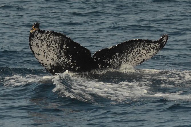 San Diego Whale Watching & Dolphin Cruise - Onboard comfort: layers, seating, and restrooms
