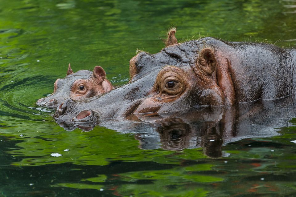 San Diego Zoo: 1-Day Admission Ticket - Price and What You’re Actually Buying for $76
