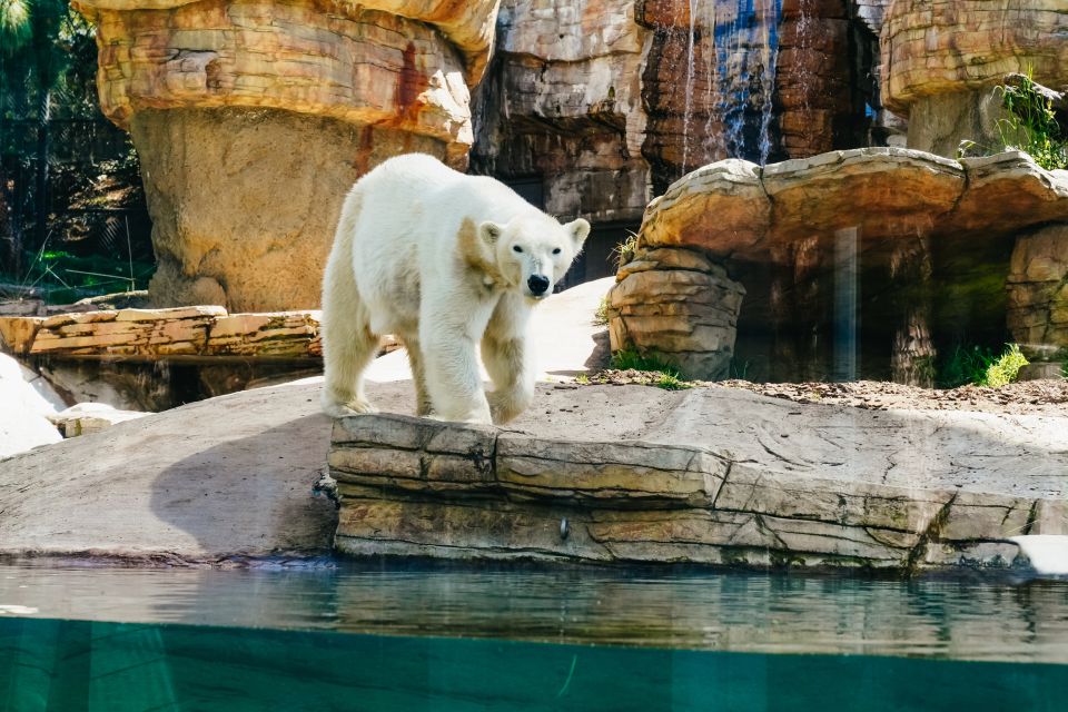 San Diego Zoo: 1-Day Admission Ticket - Getting Your First Win: Start with the Zoo’s Big Layout
