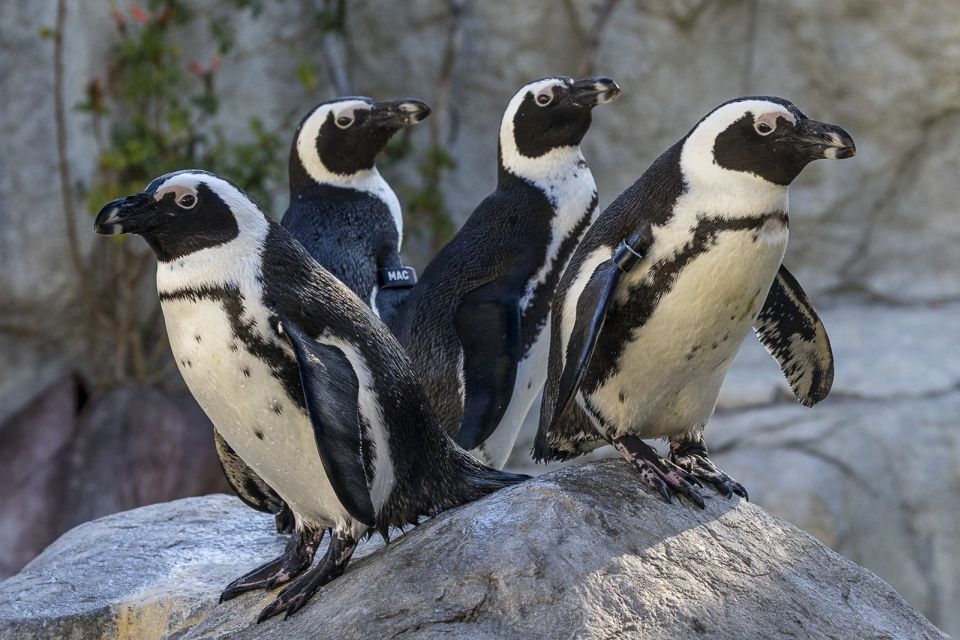 San Diego Zoo: 1-Day Admission Ticket - The Bus Strategy: Guided Tour for Info, Express Bus for Distance