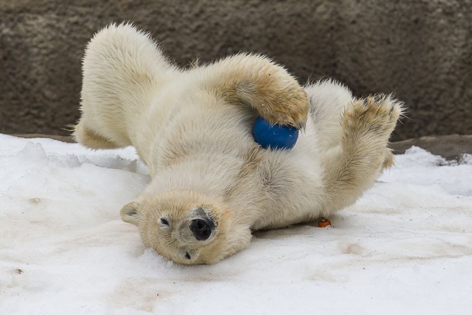 San Diego Zoo: 1-Day Admission Ticket - Conrad Prebys Polar Bear Plunge: Closer, Closer, Then Interactive