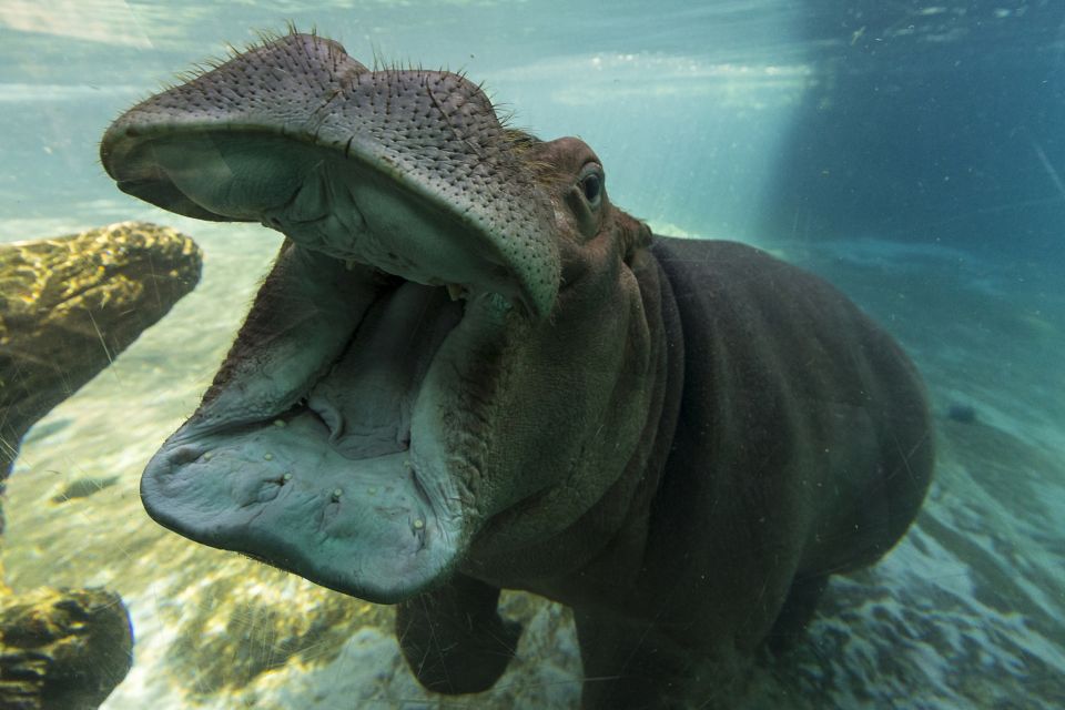 San Diego Zoo: 1-Day Admission Ticket - Elephant Odyssey: 7.5 Acres That Feels Part Zoo, Part Museum
