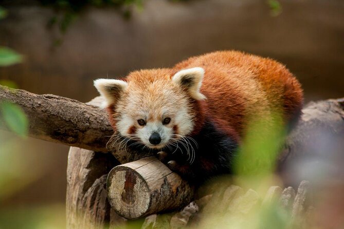 San Diego Zoo 1-Day Pass: Any Day Ticket - San Diego Zoo in one day: what this pass really gives you