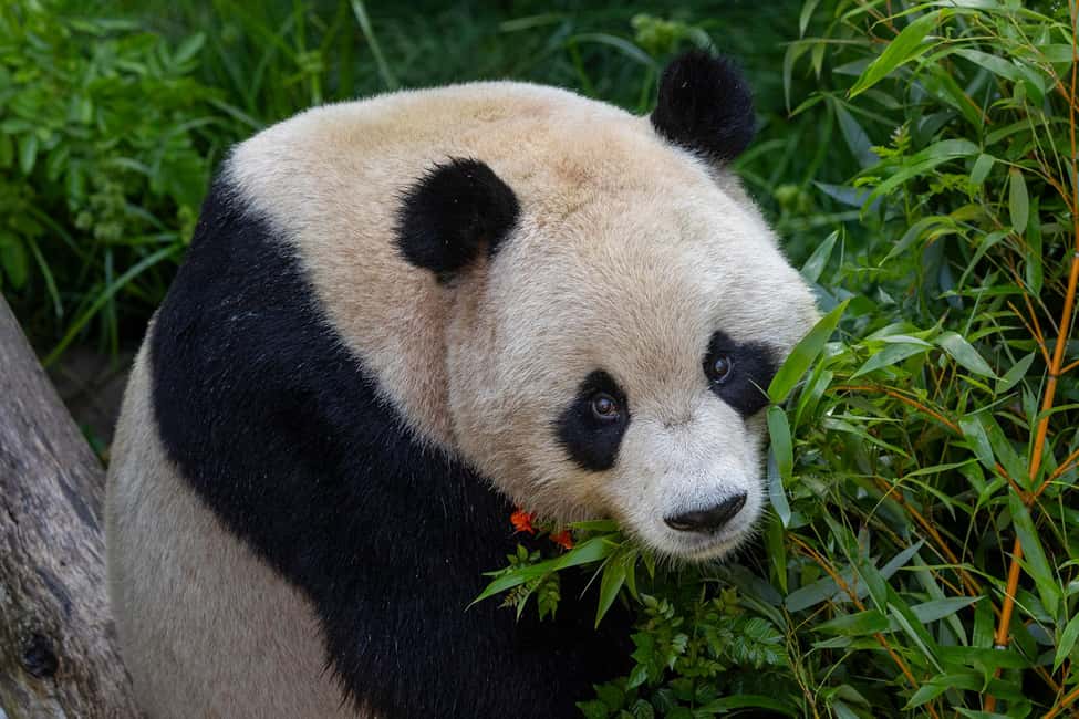 San Diego Zoo Admission Ticket - A one-day game plan: cover the Zoo without burning your legs