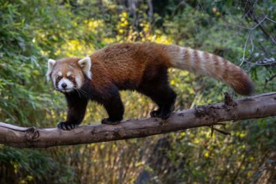 San Diego Zoo Admission Ticket - Skyfari aerial tram: worth it for views and for stamina