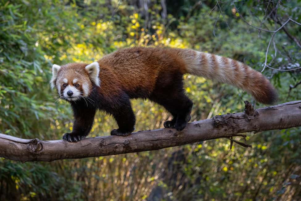 San Diego Zoo Admission Ticket - Skyfari aerial tram: worth it for views and for stamina