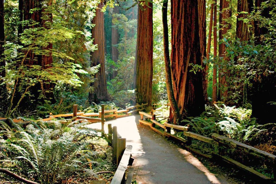 San Francisco: Muir Woods and Sausalito Half-Day Trip - Sausalito Free Time: Mediterranean Streets With Ocean Air