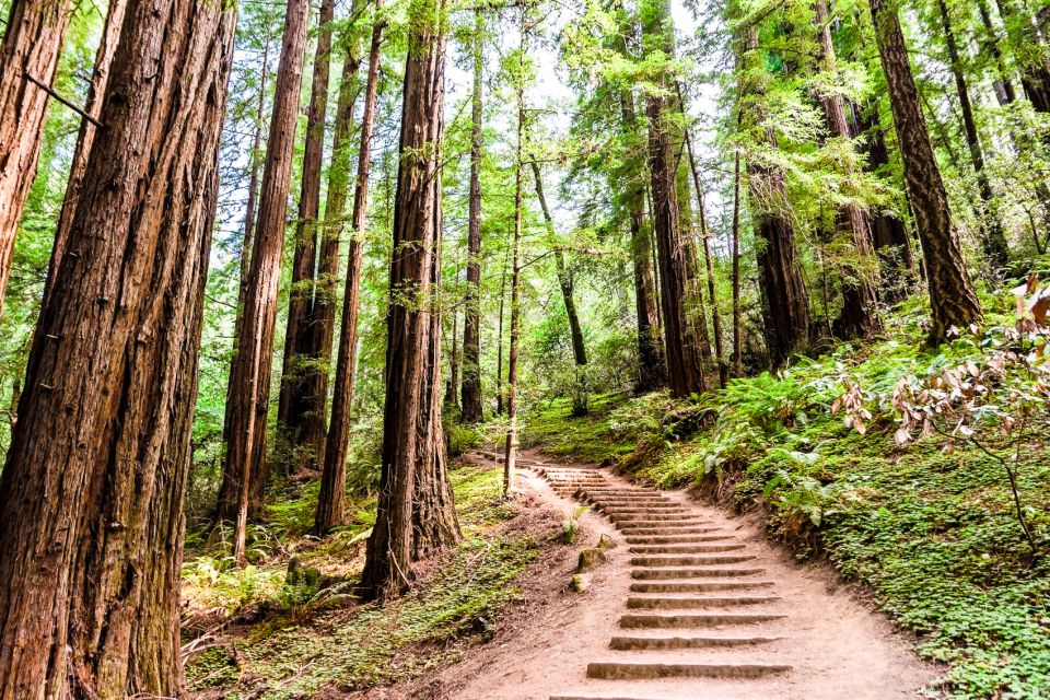 San Francisco: Muir Woods and Sausalito Half-Day Trip - Price and Value: When $95 Actually Makes Sense