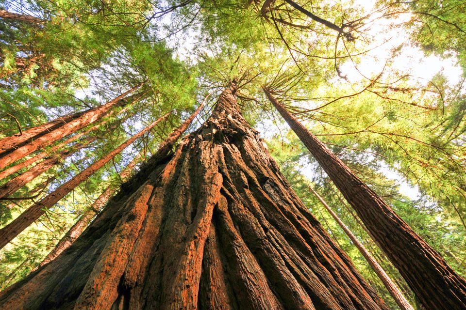 San Francisco: Muir Woods and Sausalito Half-Day Trip - Who This Trip Fits Best (And Who Might Want Something Else)