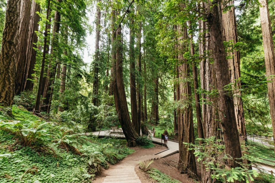 San Francisco: Muir Woods and Sausalito Small-Group Tour - A tight half-day that hits the big icons