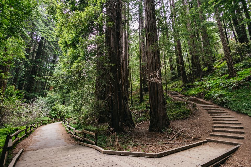 San Francisco: Muir Woods, Napa & Sonoma Valley Wine Tour - What to pack (and what can slow you down)