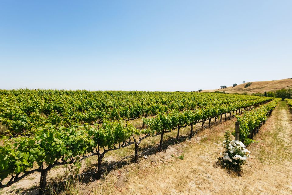 San Francisco: Muir Woods, Napa & Sonoma Valley Wine Tour - Guides make (or break) the day