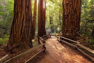 San Francisco, Muir Woods, Sausalito and optional Alcatraz tour - Muir Woods National Monument: about 90 minutes with ancient redwoods