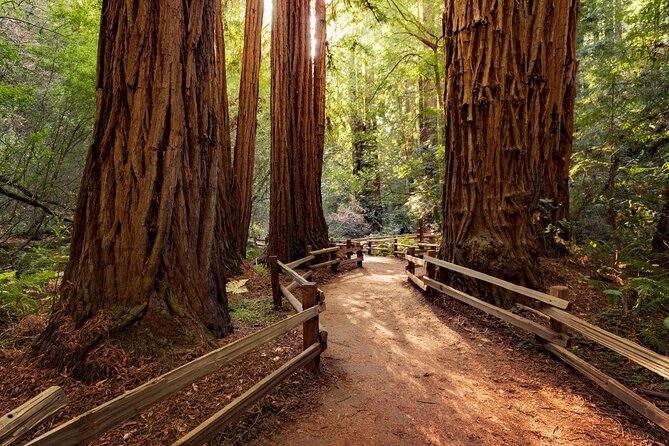 San Francisco, Muir Woods, Sausalito and optional Alcatraz tour - Muir Woods National Monument: about 90 minutes with ancient redwoods