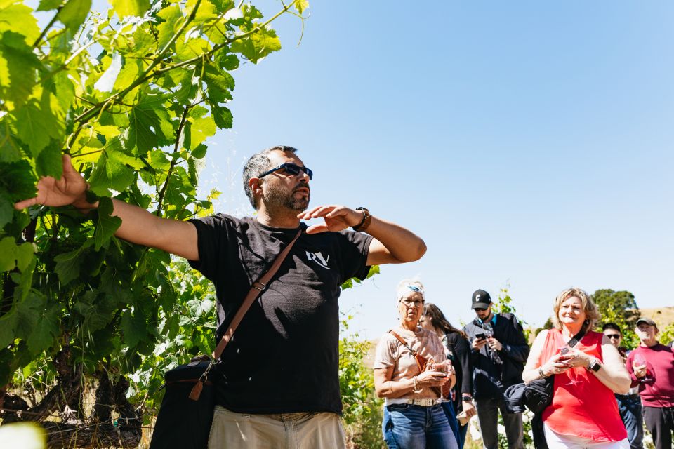 San Francisco: Napa and Sonoma Valley Wine Tour - Quick Decision: Should You Book This Napa and Sonoma Day?