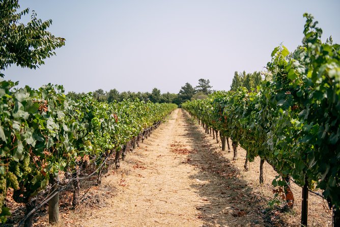 San Francisco Super Saver: Muir Woods & Wine Country w/ optional Gourmet Lunch - RuVango Winery in Napa: first tastings and a guided start