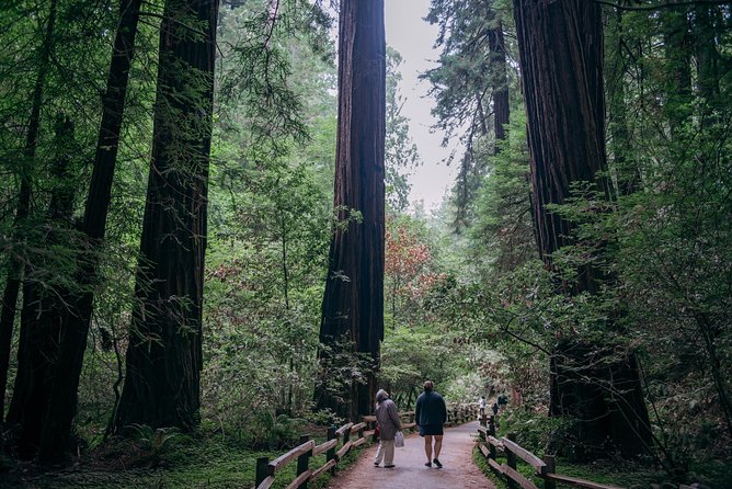 San Francisco Super Saver: Muir Woods & Wine Country w/ optional Gourmet Lunch - How much wine you’ll taste (and why it may skew dry)
