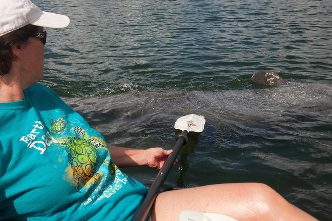Sarasota Guided Mangrove Tunnel Kayak Tour - Key things to know before you paddle