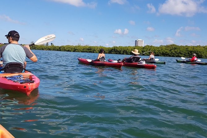 Sarasota Guided Mangrove Tunnel Kayak Tour - The 2-hour kayak experience on Lido Key and Little Sarasota Bay