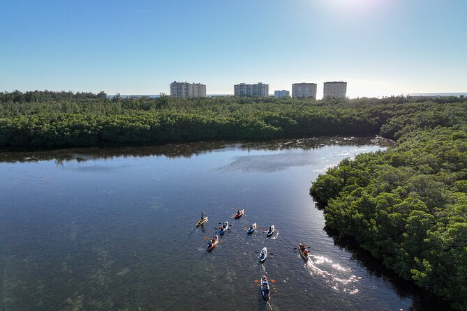 Sarasota Mangrove Tunnel Guided Kayak Adventure - Wildlife highlights: what you can realistically hope to see