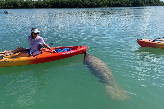 Sarasota Mangrove Tunnel Guided Kayak Adventure - How to plan your day around this mangrove adventure