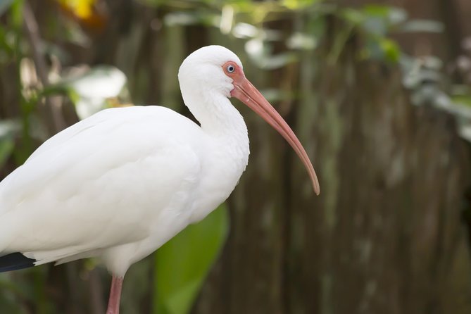 Savannah to Tybee Island with Dolphin Cruise - Key takeaways for a smooth Savannah to Tybee day