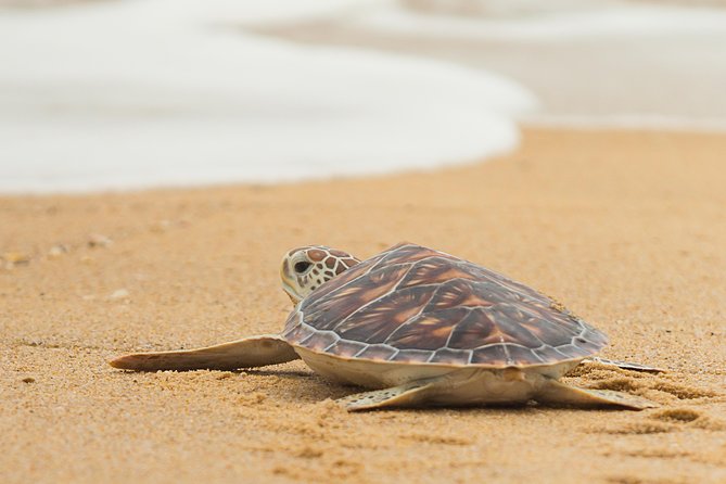 Savannah to Tybee Island with Dolphin Cruise - Downtown Savannah pickup: the part you’ll actually appreciate