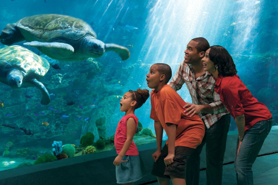 SeaWorld Orlando: Park Admission Ticket - Mako, Manta and Pipeline: the ride trio for thrill lovers