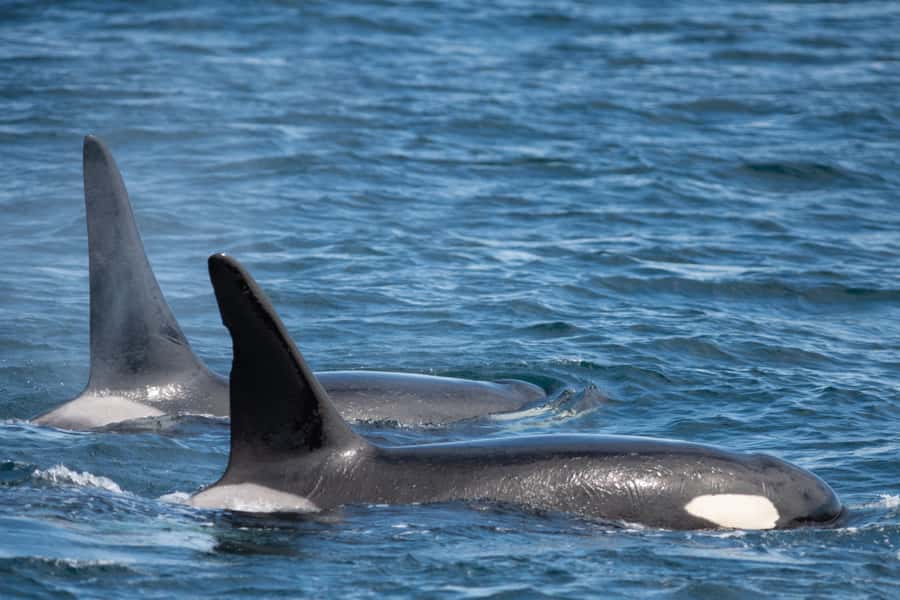Seward: Kenai Fjords National Park Catamaran Cruise w/Lunch - FAQ