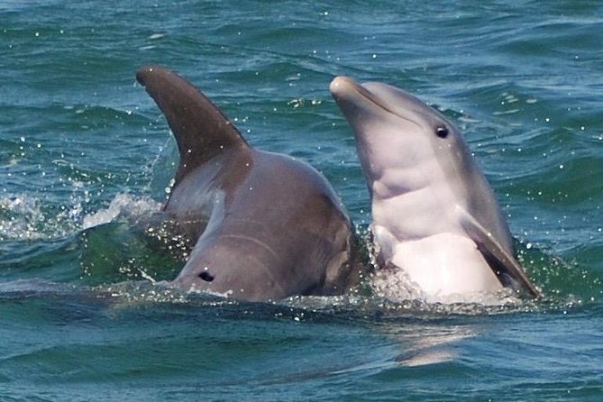 Shark and Wildlife Viewing Adventure in Key West - Key Things I’d Mark on Your Mental Map