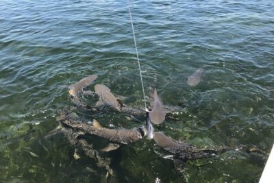 Shark and Wildlife Viewing Adventure in Key West - Pier B to the Wildlife Refuge: What Happens Before the Sharks