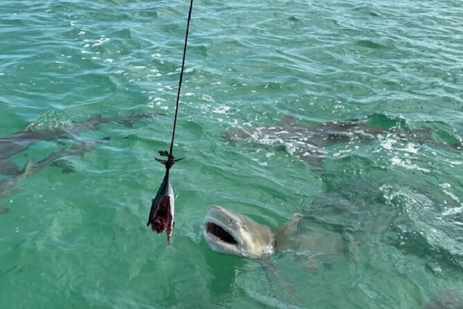 Shark and Wildlife Viewing Adventure in Key West - Price and Value at $99: What You’re Actually Paying For