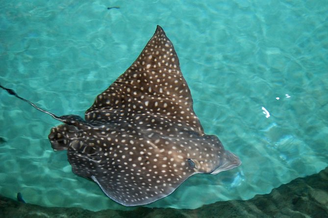 Shark and Wildlife Viewing Adventure in Key West - Best For Families, Nature Lovers, and People Who Want Up-Close Without Guesswork