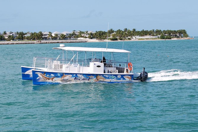 Shark and Wildlife Viewing Adventure in Key West - Should You Book This Key West Shark and Wildlife Adventure?