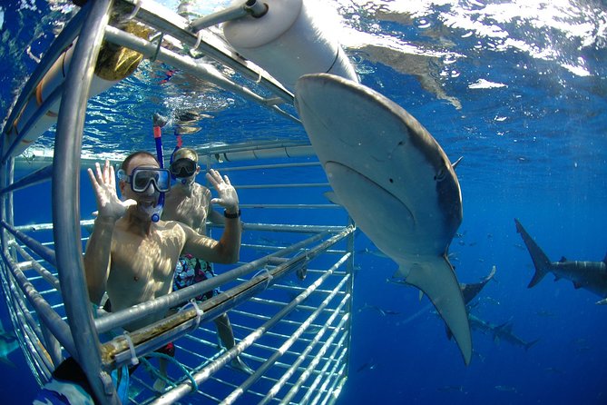 Shark Cage Diving on Oahu’s North Shore - From Haleiwa Boat Harbor to the shark spot: how the trip plays out