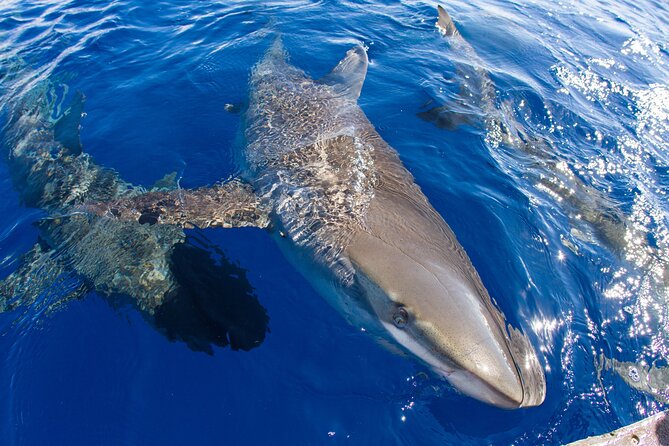 Shark Cage Diving on Oahu’s North Shore - The boat ride and extra wildlife moments (whales, birds, and flying fish)